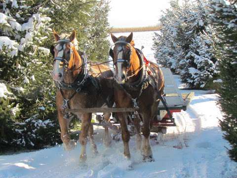 Evergreen Hill Farm- Horse Drawn Services- Maple Sugar Bush